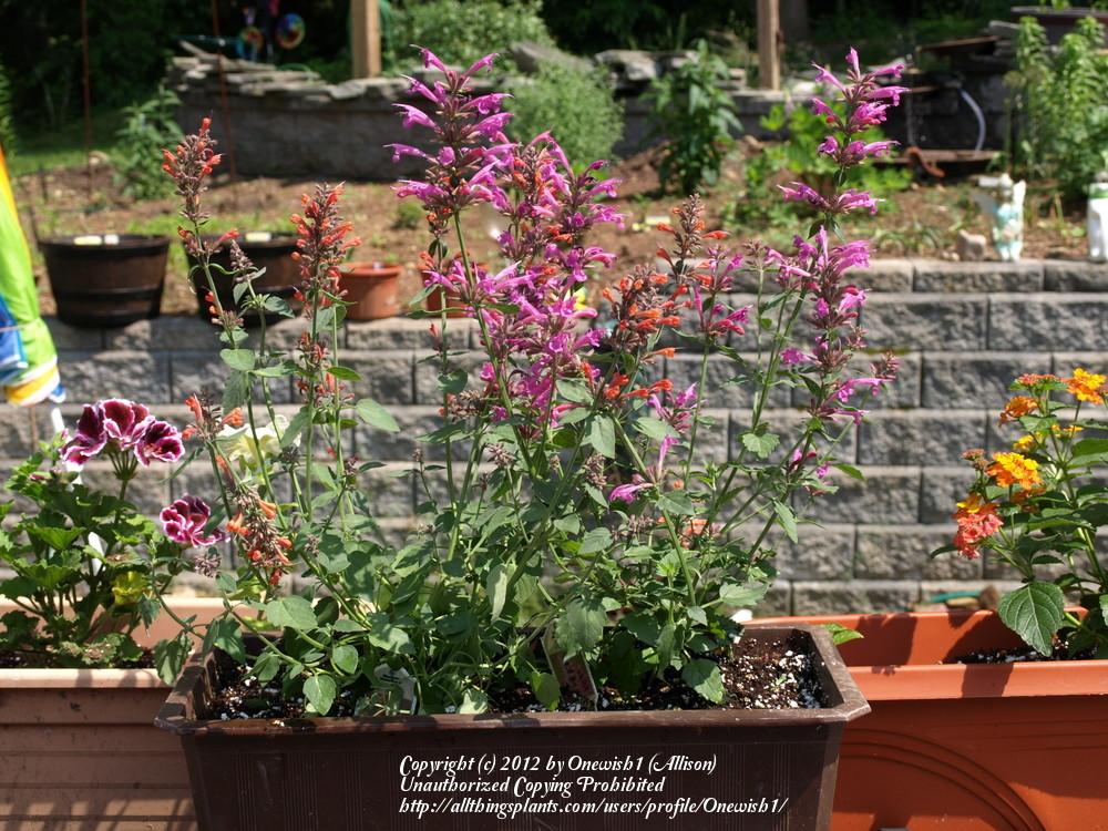 Photo of Mexican Giant Hyssop (Agastache mexicana Acapulco® Rose) uploaded by Onewish1
