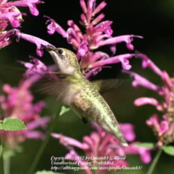 Location: NJ
Date: 2011-07-14
Hummers love them!!`