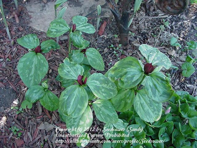 Photo of Sessile Trillium (Trillium sessile) uploaded by Seedsower