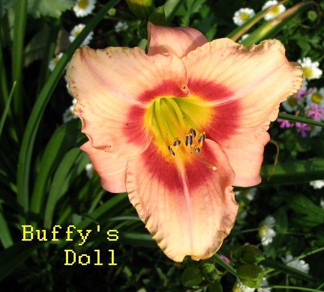 Photo of Daylily (Hemerocallis 'Buffys Doll') uploaded by bszarek