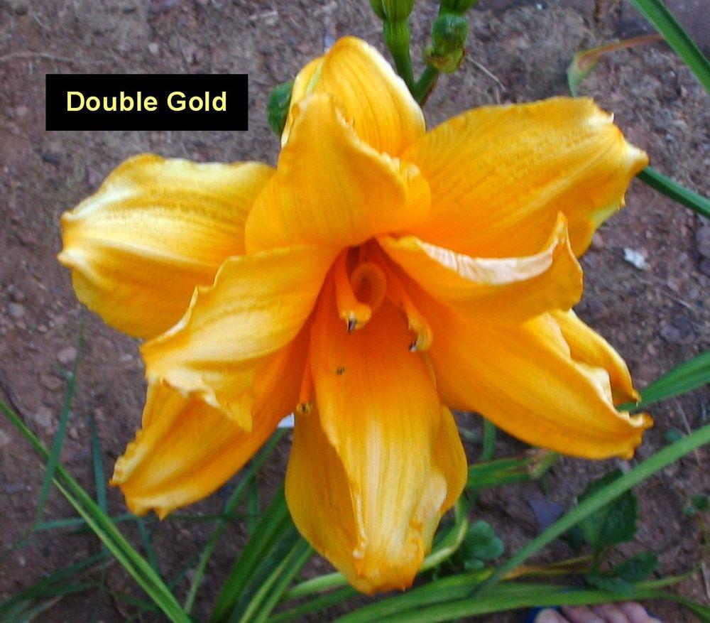 Photo of Daylily (Hemerocallis 'Double Gold') uploaded by bszarek