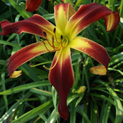 
Date: 2008-11-16
Image courtesy of Amazing Daylily Gardens. Used with Permission.