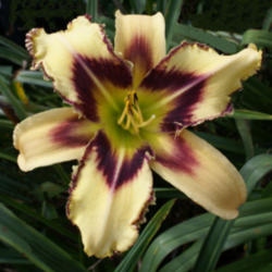 
Date: 2008-11-15
Image courtesy of Amazing Daylily Gardens. Used with Permission.