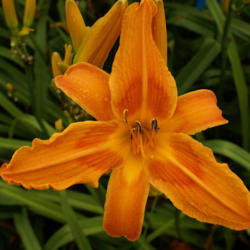 
Date: 2008-11-16
Image courtesy of Amazing Daylily Gardens. Used with Permission.