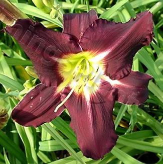 Photo of Daylily (Hemerocallis 'Purple Avenger') uploaded by Calif_Sue