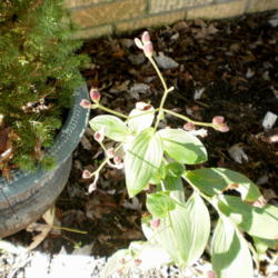 Location: Middle Tennessee
Date: 2011-09-26
buds on first year plant