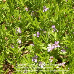 Location: Molly Hollar Wildscape Arlington, Texas.
Date: Summer 2010
This plants are very hardy and drought tolerant.