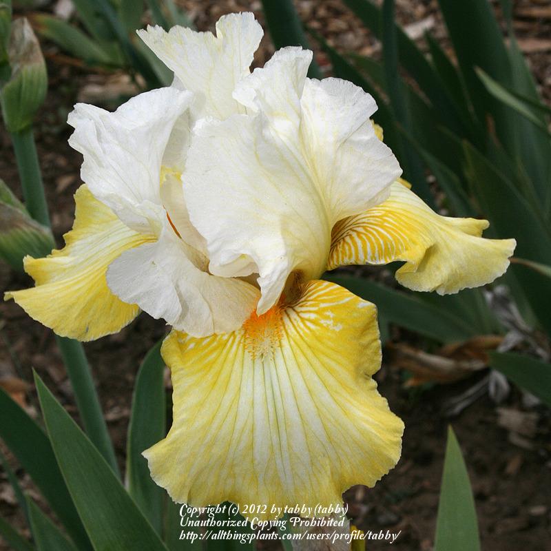 Photo of Tall Bearded Iris (Iris 'Dutch Custard') uploaded by tabby
