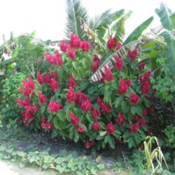 Location: Belize
Date: fall 2011
When in bloom this is a stunning specimen plant.