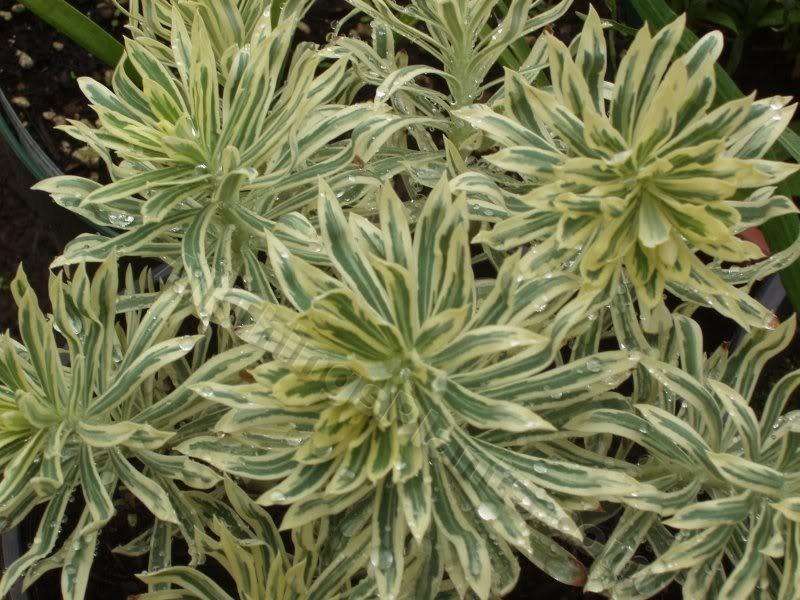 Photo of Spurge (Euphorbia characias 'Tasmanian Tiger') uploaded by Joy