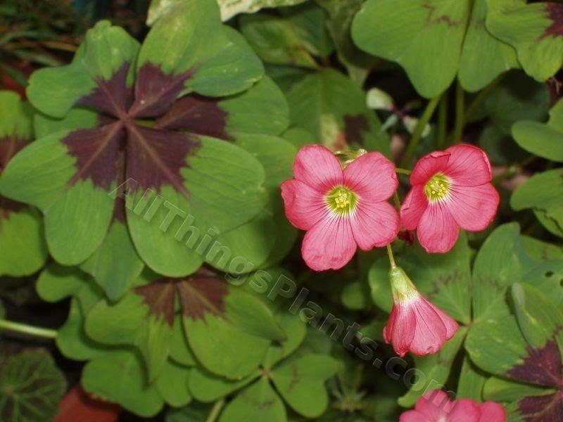 Photo of Good Luck Plant (Oxalis tetraphylla 'Iron Cross') uploaded by Joy