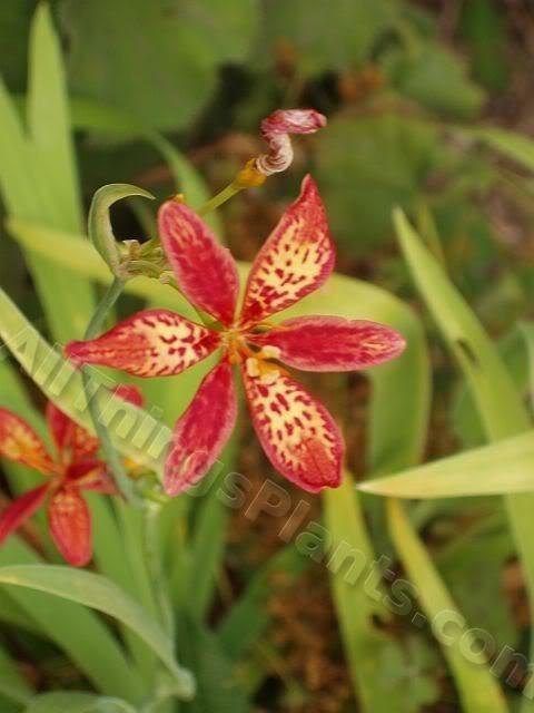 Photo of Species Iris (Iris domestica) uploaded by Joy
