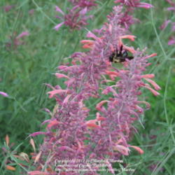 Location: My garden in Kentucky
Date: 2007-07-25
#Pollination