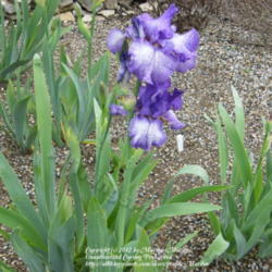 Location: My garden in Kentucky
Date: 2009-05-07
First year bloom. Purple is a deeper color.