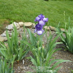 Location: My garden in Kentucky
Date: 2009-05-07
First year bloom. Purple is a deeper color.