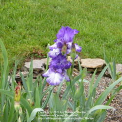 Location: My garden in Kentucky
Date: 2009-05-09
First year bloom. Purple is a deeper color.