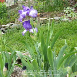 Location: My garden in Kentucky
Date: 2009-05-07
First year bloom