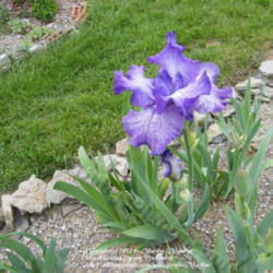 Location: My garden in Kentucky
Date: 2009-05-06
First year bloom. Purple is a deeper color.