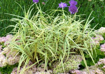 Photo of Sedge (Carex 'Spark Plug') uploaded by NJBob