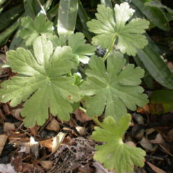 Location: Middle Tennessee
Date: 2011-11-02
Hardy Geranium