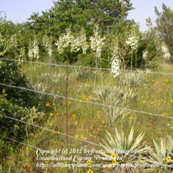 Location: Fort Worth Nature Center.
Date: Summer 2010
A lovely group of Yuccas growind on the prairie,