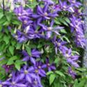 All About Clematis