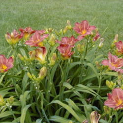 
Date: 4000-01-12
Image courtesy of Archway Daylily Gardens Used with permission