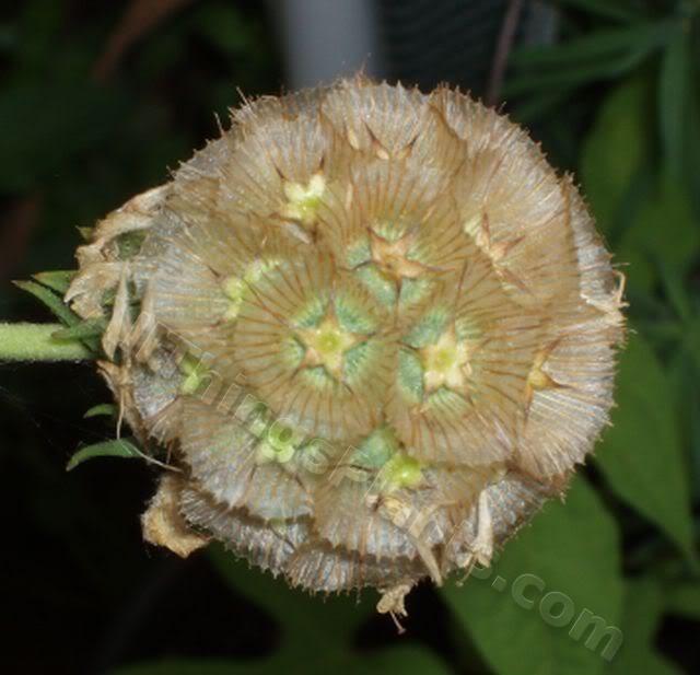 Photo of Pincushion Flower (Lomelosia stellata) uploaded by Joy