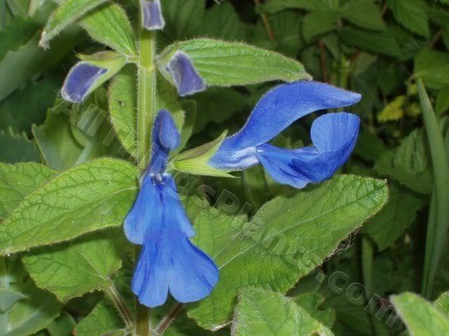 Photo of Gentian Sage (Salvia patens 'Cambridge Blue') uploaded by Joy