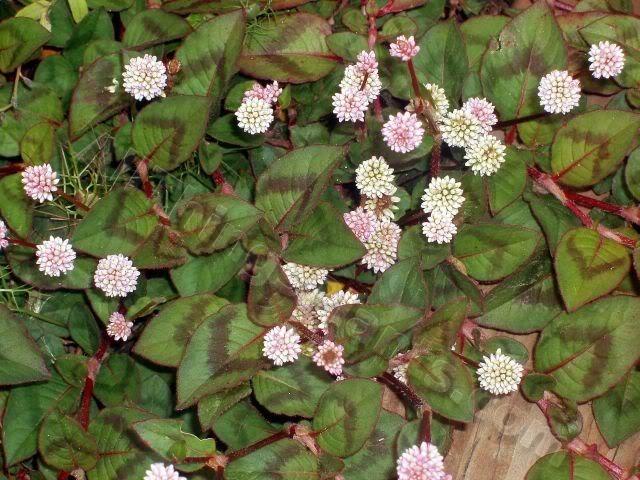 Photo of Pink Knotweed (Persicaria capitata) uploaded by Joy