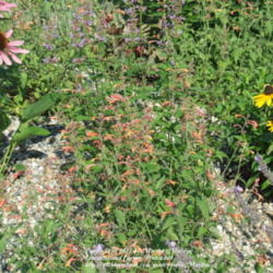 Location: My garden in Kentucky
Date: 2007-07-16
