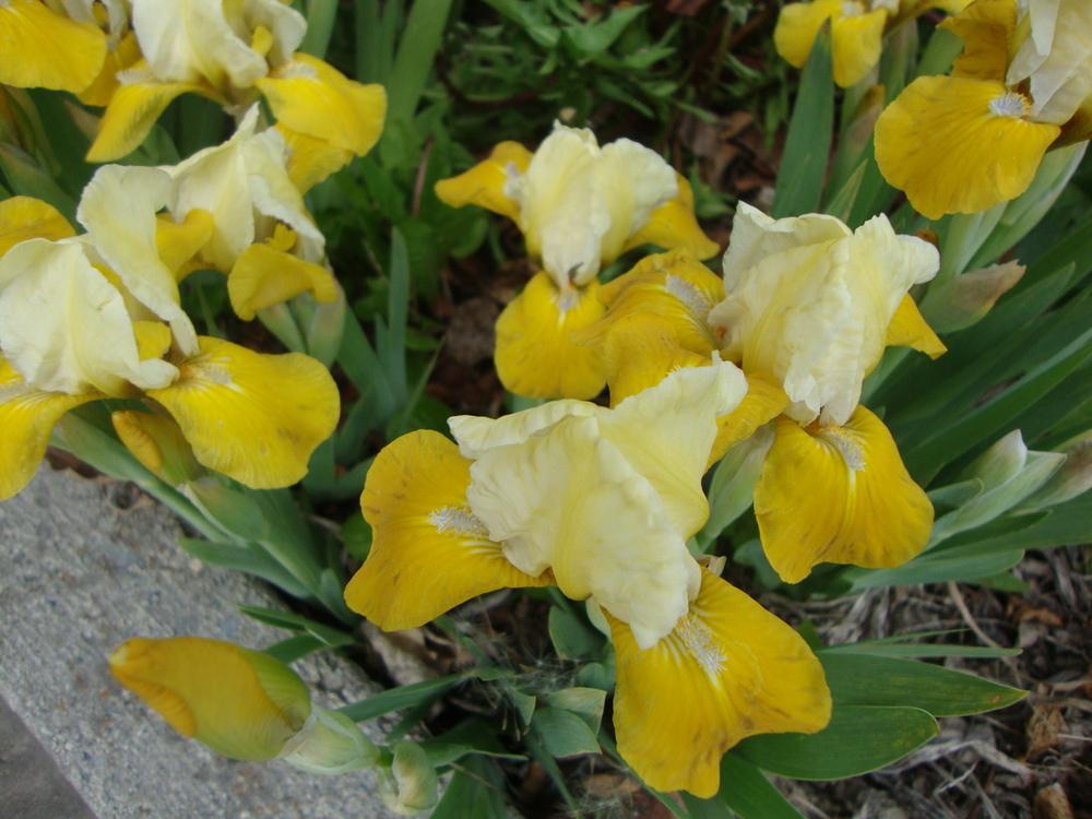 Photo of Standard Dwarf Bearded Iris (Iris 'Canary Isle') uploaded by Paul2032