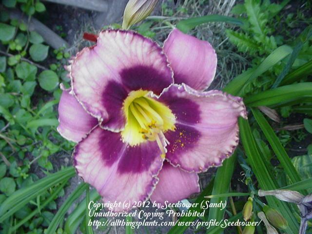 Photo of Daylily (Hemerocallis 'Catcher in the Eye') uploaded by Seedsower