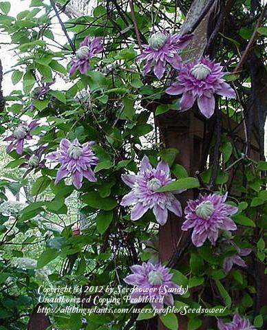 Photo of Clematis Josephine™ uploaded by Seedsower