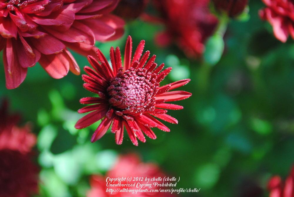 Photo of Garden Mum (Chrysanthemum x morifolium Brandi™) uploaded by chelle