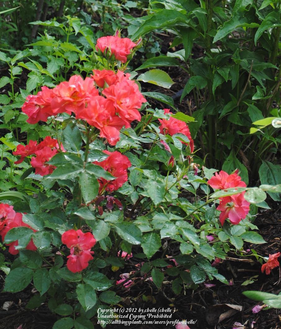 Photo of Floribunda Rose (Rosa 'Cinco de Mayo') uploaded by chelle