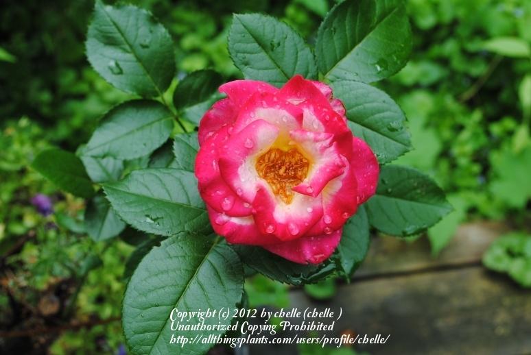 Photo of Rose (Rosa 'Dick Clark') uploaded by chelle