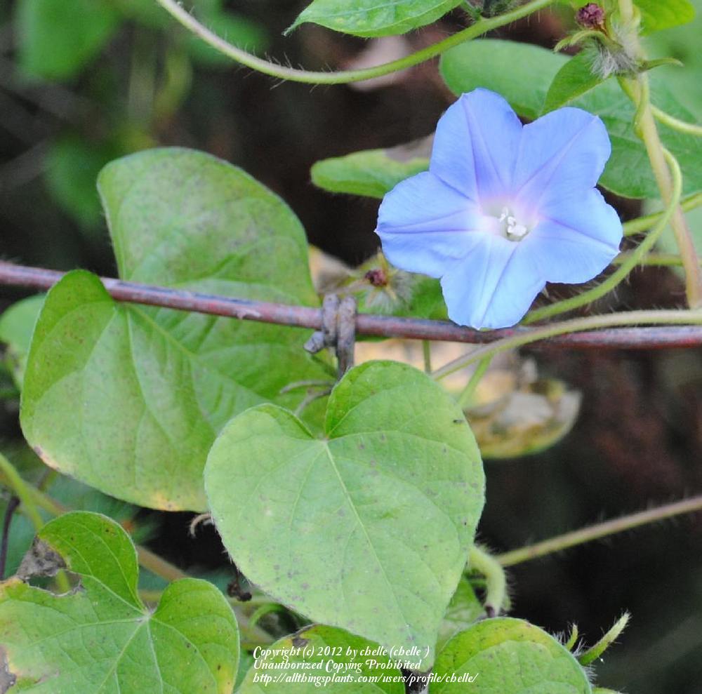 Photo of Japanese Morning Glory (Ipomoea nil) uploaded by chelle