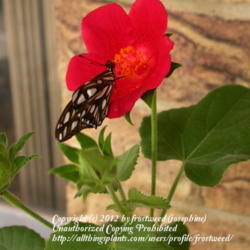 Location: My yard in Arlington, Texas.
Date: Summer 2010
Open bloom with nectaring butterfly.