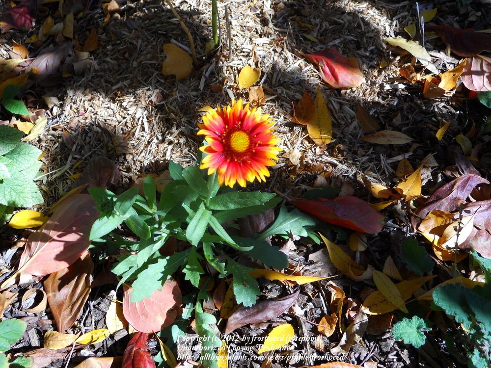 Photo of Blanket Flower (Gaillardia aristata) uploaded by frostweed