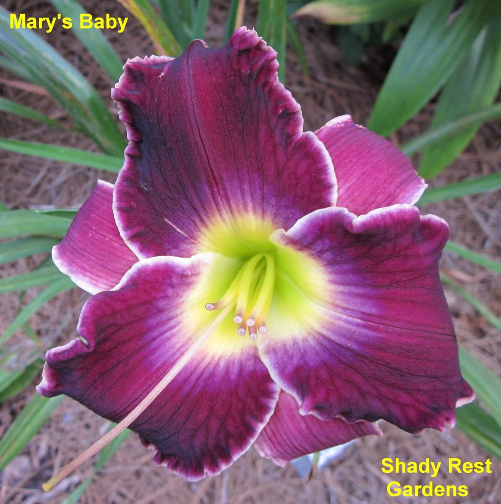 Photo of Daylily (Hemerocallis 'Mary's Baby') uploaded by Casshigh