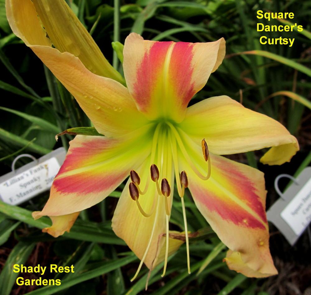 Photo of Daylily (Hemerocallis 'Square Dancer's Curtsy') uploaded by Casshigh