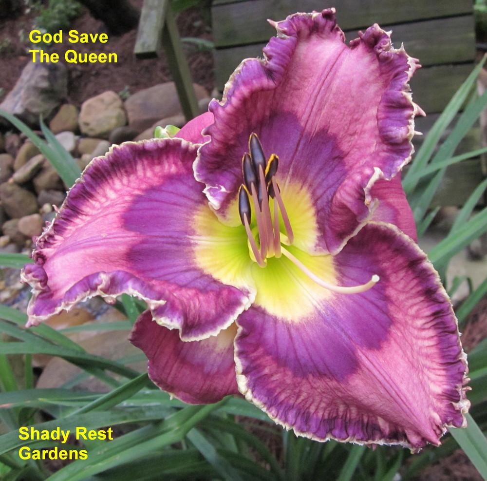 Photo of Daylily (Hemerocallis 'God Save the Queen') uploaded by Casshigh