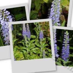 Location: In my garden in Kalama, Wa.
Date: Mid Summer
A collage of Veronica Blue Bouquet blooms