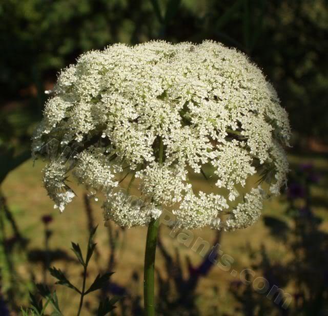 Photo of Queen Anne's Lace (Daucus carota) uploaded by Joy