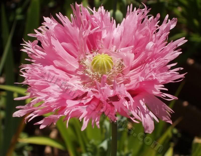 Photo of Opium Poppy (Papaver somniferum) uploaded by Joy