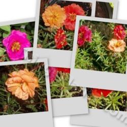 Location: In my garden in Kalama, Wa.
Date: Mid Summer
A collage of  Moss Rose