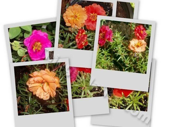 Photo of Moss Rose (Portulaca grandiflora) uploaded by Joy