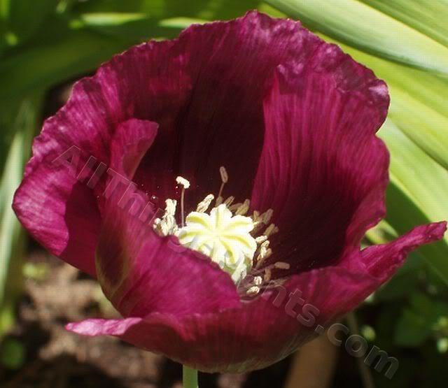 Photo of Opium Poppy (Papaver somniferum 'Lauren's Grape') uploaded by Joy