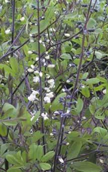 Photo of White Wild indigo (Baptisia alba) uploaded by SongofJoy